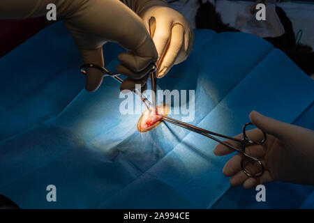 Incision chirurgicale avec pinces de dissection et d'un bistouri électrique l'abdomen de chat dans une chirurgie de stérilisation Banque D'Images