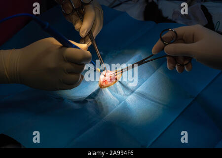 Incision chirurgicale avec pinces de dissection et d'un bistouri électrique l'abdomen de chat dans une chirurgie de stérilisation Banque D'Images