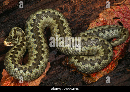 ADDER femelle enceinte, en juin. Vipera berus berus Norfolk, Angleterre. Banque D'Images