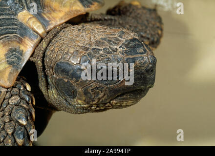 L'Est de la tortue d'Hermann (Testudo hermanni boettgeri). Détail de la tête. Le manque d'espèces sous patch joue jaune typique de la nommer T. h. hermanni Banque D'Images