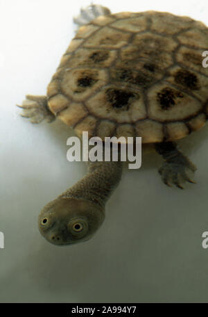 Tortue de serpent de l'EST (Chelodina longicollis). Sous l'eau. Deux ans mineur. Banque D'Images