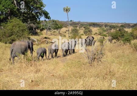 Troupeau d'éléphants africains marcher dans une ligne passant par les grands, de l'herbe sèche. Banque D'Images