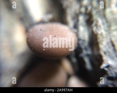 Petit flou artistique faire revenir les champignons macro photo dans la forêt naturelle de l'arrière-plan de conte mystique Banque D'Images