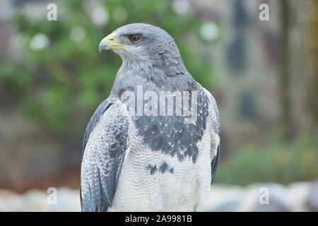 Black-chested eagle buzzard (Geranoaetus melanoleucus), Parque Condor, Leon, Nicaragua Banque D'Images