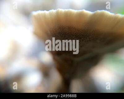 Petit flou artistique faire revenir les champignons macro photo dans la forêt naturelle de l'arrière-plan de conte mystique Banque D'Images
