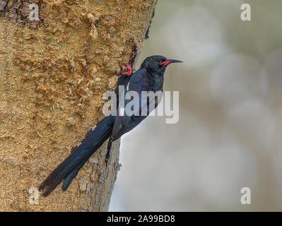 Le bois vert, Huppe Phoeniculus purpureus, Kenya, Africa Banque D'Images