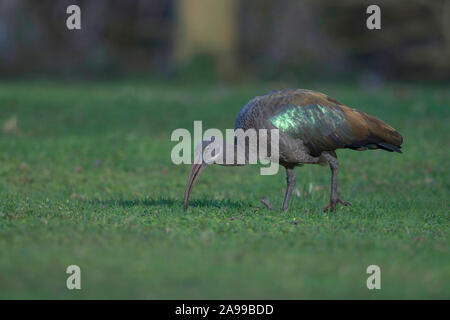 Ibis hagedash Bostrychia hagedash, Kenya, Afrique, Banque D'Images