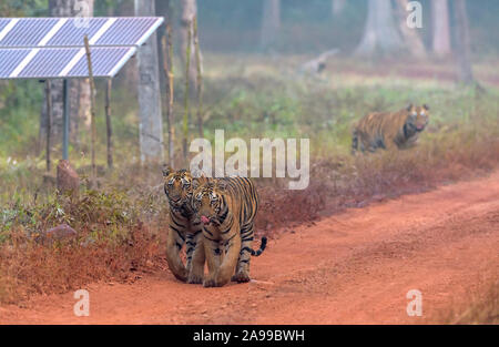 Shivanjhari des Tigres, Panthera tigris, Tadoba, Inde Banque D'Images