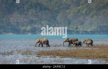 Les éléphants dans Ramnanga, rivière Dhikala, Corbett, Inde Banque D'Images