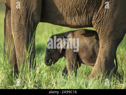 La mère et le bébé éléphant, châssis Dhikala, Corbett, Inde Banque D'Images