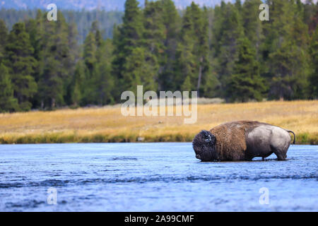 American Bison Buffalo bull traversant une rivière Yellowstone National Park, Wyoming Banque D'Images