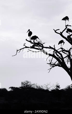 Troupeau de Wild Bird Marabout africain africaine sur les branches d'arbres dans la forêt de la savane du Serengeti en Tanzanie. Image à contraste élevé de Silhouette Banque D'Images