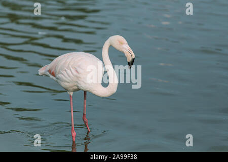 Oiseau flamingo blanc isolé sur fond d'un lac bleu Banque D'Images