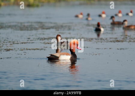 Nette rousse (Netta rufina) baignade dans le lac Chupi Chupir Purbasthali ou omble chevalier au sanctuaire d'oiseaux, dans l'ouest du Bengale en Inde Banque D'Images