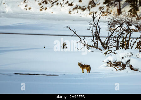 Coyote solitaire Banque D'Images