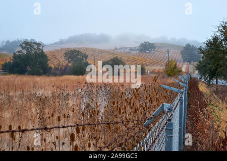 Brown chardons et de l'herbe sèche dans un champ envahi par près d'un grillage, et des vignobles sur les collines d'un matin brumeux à Santa Rosa, en Californie. Banque D'Images