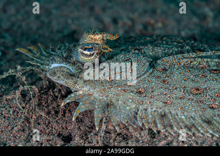 Bothus pantherinus, plie rouge Leopard, Tulamben, Bali, Indonésie Banque D'Images