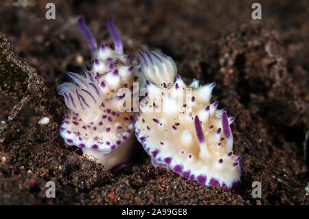 Paire, nudibranche, Beau Vallon, Mexichromis multituberculata Slug magnifique, Tulamben, INDONÉSIE, Bali Banque D'Images