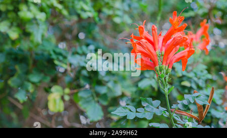 Tecoma capensis, nom commun Cape honeysuckle poussant dans un jardin tropical. Grande plante à fleurs orange rouge contexte . Banque D'Images