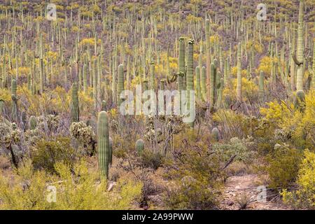 Saguaros (Carnegiea gigantea) dans le désert de Sonora, parc national, Tucson, Arizona, USA Banque D'Images