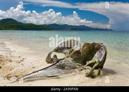 Crâne d'une baleine à bosse (Megaptera novaeangliae) sur la plage, la mer, l'île Selayar, Sulawesi du Sud, Sulawesi, Indonésie Banque D'Images