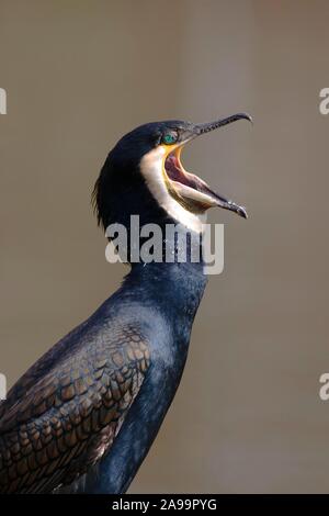 Grand Cormoran (Phalacrocorax carbo sinensis), Allemagne Banque D'Images