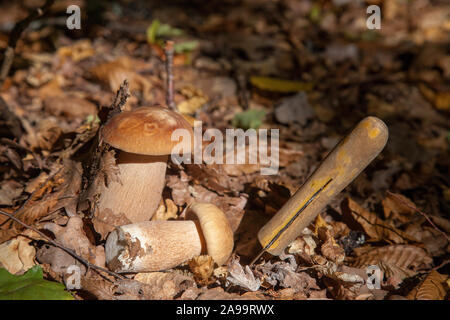 Deux champignons boletus edulis (cep, penny bun, porcino cèpes ou champignons porcini, appelés généralement) pousse sur le sol de la forêt entre moss, vert gras Banque D'Images