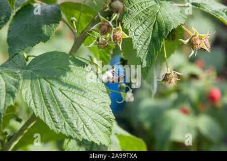 Beaucoup de framboises mûres rouges et les groupes de travail sur l'abeille fleur framboise sur un buisson. Close up de fruits frais biologiques avec des feuilles vertes sur la framboise ca Banque D'Images