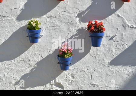 Pots à fleurs dans un mur blanc d'une journée ensoleillée Banque D'Images