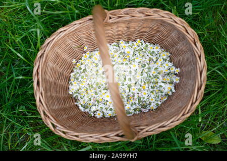 Panier en osier plein de marguerites cueillies à la main dans l'herbe Banque D'Images