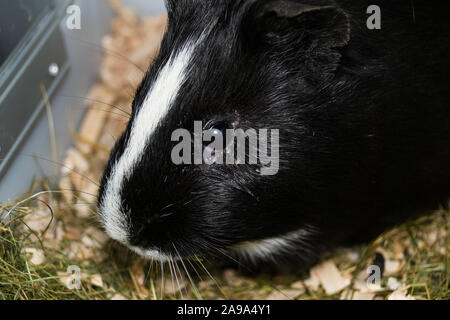 Cochon noir et blanc à la conjonctivite Banque D'Images