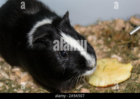 Cochon noir et blanc à la conjonctivite Banque D'Images