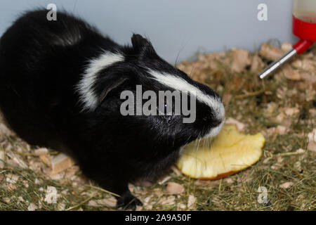 Cochon noir et blanc à la conjonctivite Banque D'Images