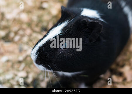 Cochon noir et blanc à la conjonctivite Banque D'Images