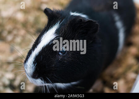 Cochon noir et blanc à la conjonctivite Banque D'Images