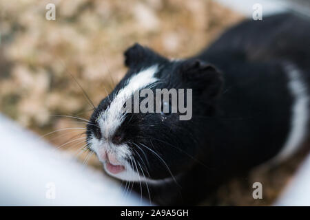 Cochon noir et blanc à la conjonctivite Banque D'Images