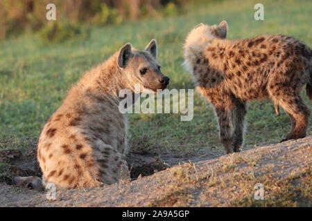 Femme hyène tachetée dans la savane africaine. Banque D'Images