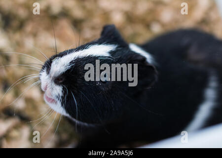 Cochon noir et blanc à la conjonctivite Banque D'Images