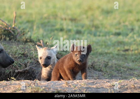 Bébé hyène tachetée dans la savane africaine. Banque D'Images