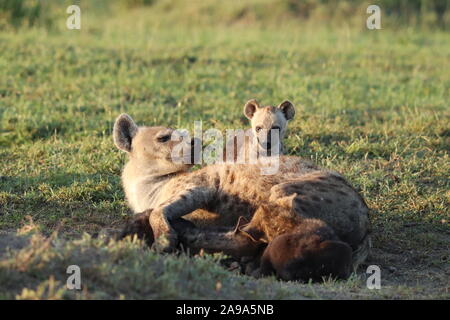 L'hyène tachetée la maman et son petit dans la savane africaine. Banque D'Images