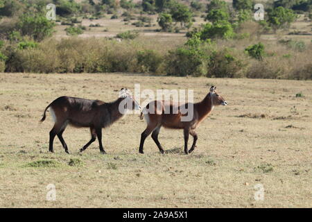 Waterbucks dans la savane africaine. Banque D'Images