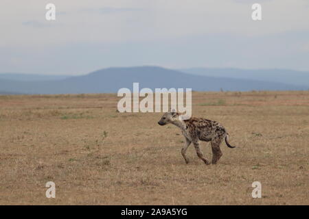 L'Hyène tachetée (Crocuta crocuta) dans la savane africaine. Banque D'Images