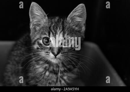 Chaton avec un Toxocara cati ascaride sortir de sa bouche après des vomissements Banque D'Images