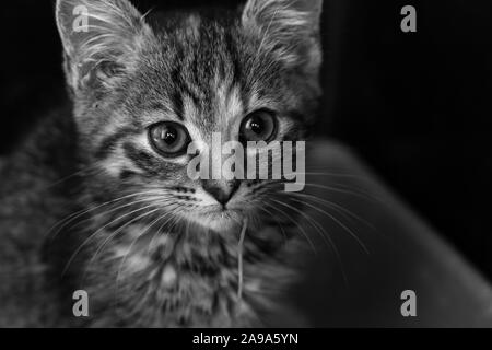 Chaton avec un Toxocara cati ascaride sortir de sa bouche après des vomissements Banque D'Images