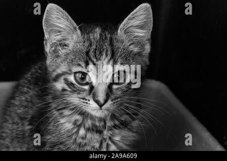 Chaton avec un Toxocara cati ascaride sortir de sa bouche après des vomissements Banque D'Images