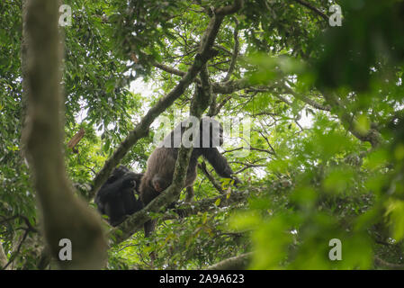 Un chimpanzé grimper dans l'arbre Banque D'Images