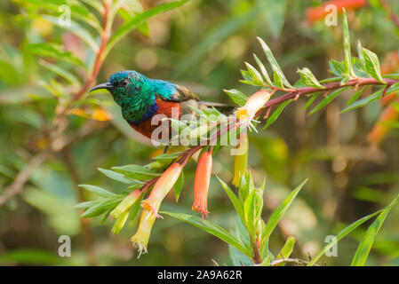 Un bel multicolered protosport 4 Banque D'Images