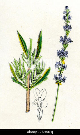 Lavandula angustifolia Lavande , (livre de botanique, ) Banque D'Images