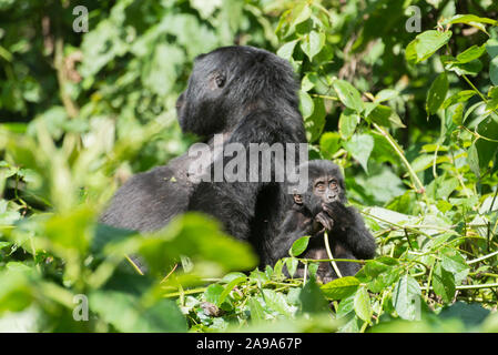 Une mère et son bébé gorille de montagne dans la jungle du parc national des volcans Banque D'Images