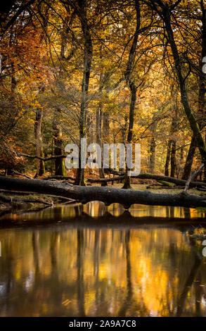 Couleurs d'automne à l'Eau Noire sur Rhinefield Ornamental Drive dans le parc national New Forest, Hampshire, Royaume-Uni Banque D'Images